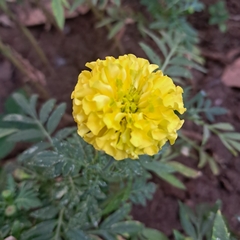 Tagetes erecta