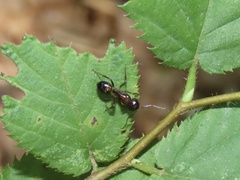 Camponotus subbarbatus