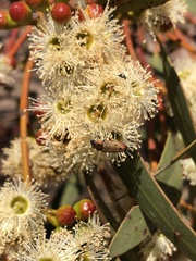 Castiarina gardnerae