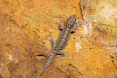 Gehyra dubia