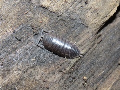 Cylisticus convexus