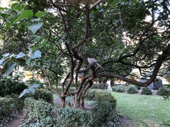 Streptopelia decaocto