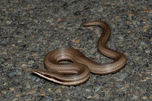 Burton's Snake-lizard, Lialis burtonis