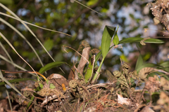 Prosthechea cochleata