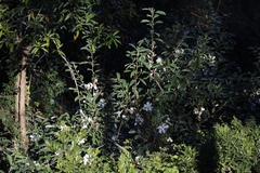 Myrtus communis
