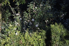 Myrtus communis