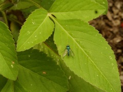 Condylostylus pruinosus