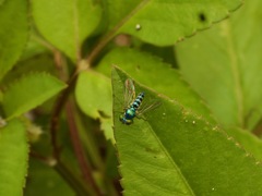 Condylostylus pruinosus