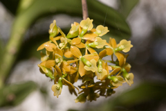 Epidendrum amphistomum