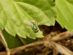 Condylostylus pruinosus