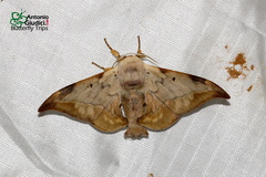 Mustilizans hepatica