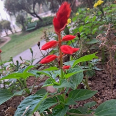 Salvia splendens