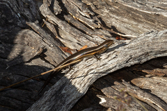 Pseudemoia pagenstecheri