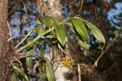 Epidendrum amphistomum