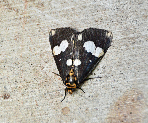 Radinocera maculosus