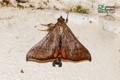 Hypsopygia pelasgalis