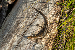 Pseudemoia pagenstecheri