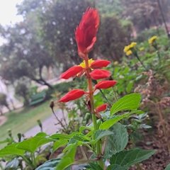 Salvia splendens
