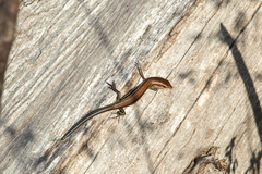 Pseudemoia pagenstecheri