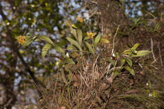 Epidendrum amphistomum