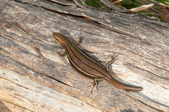 Pseudemoia pagenstecheri