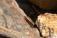 Acritoscincus platynotus