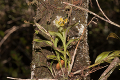 Epidendrum amphistomum