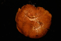 Gymnopilus aeruginosus