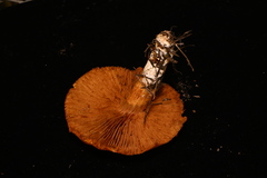 Gymnopilus aeruginosus