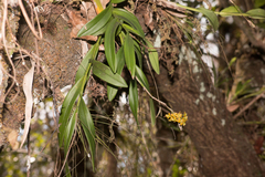 Epidendrum amphistomum