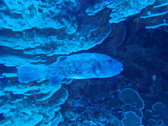 Arothron caeruleopunctatus