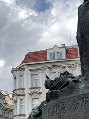 Columba livia domestica