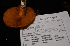 Gymnopilus aeruginosus