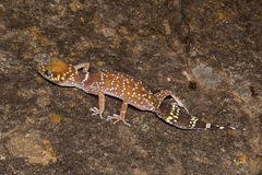 Underwoodisaurus milii