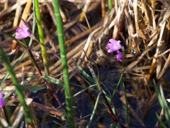 Justicia angusta