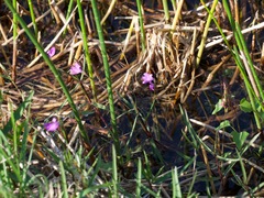 Justicia angusta