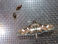 Desmia funeralis