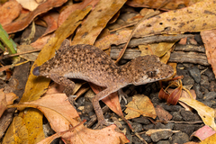 Uvidicolus sphyrurus