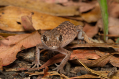 Uvidicolus sphyrurus