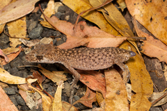 Uvidicolus sphyrurus
