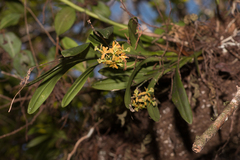 Epidendrum amphistomum