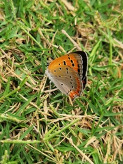 Lycaena phlaeas
