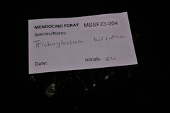 Trichoglossum