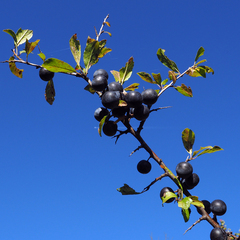 Prunus spinosa