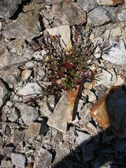 Epilobium anagallidifolium
