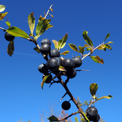 Prunus spinosa