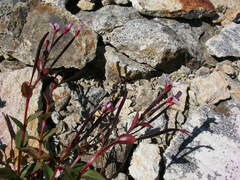 Epilobium anagallidifolium