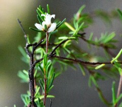 Cryptandra ericoides