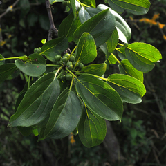 Rhamnus cathartica