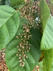 Sterculia parviflora
